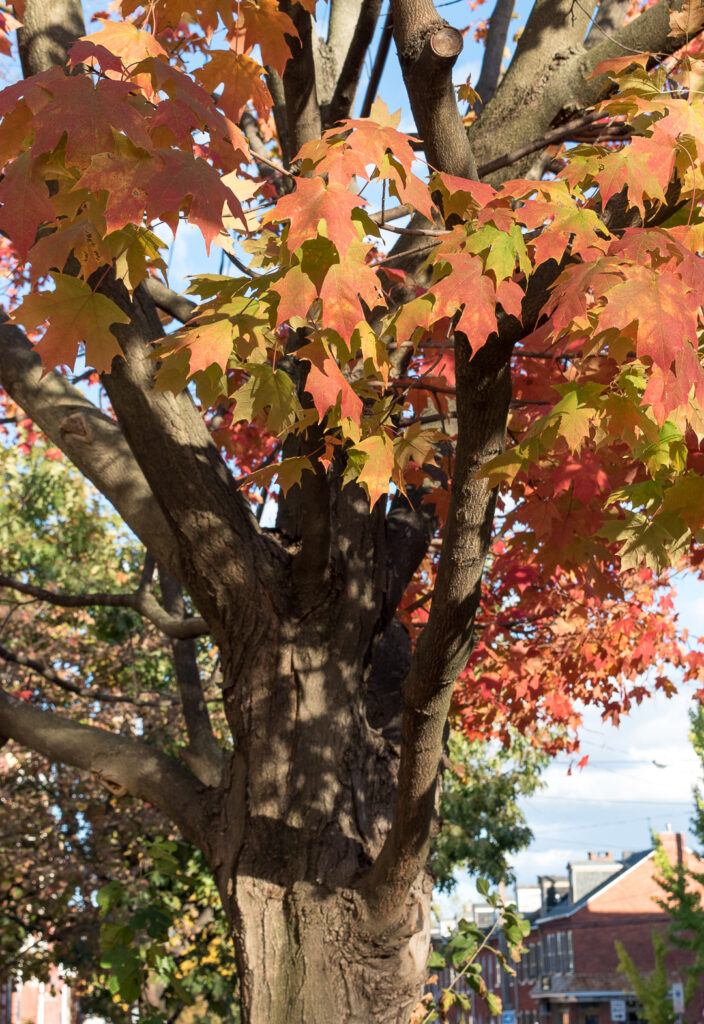 Maple tree with autumn leaves