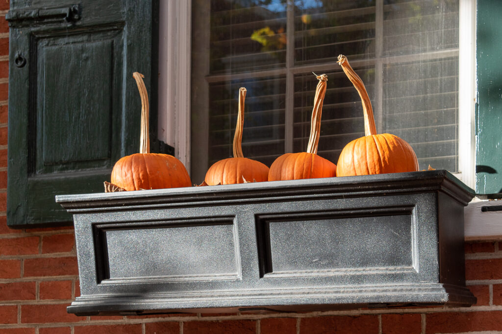Pumpkins in window boxes