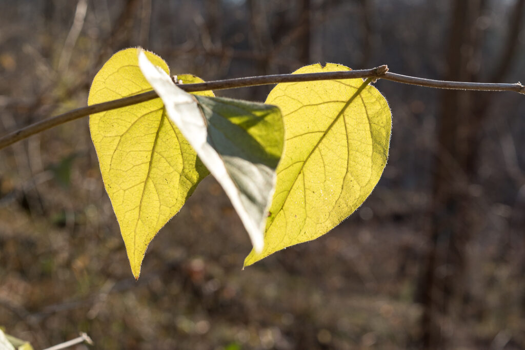 Glowing green leaves