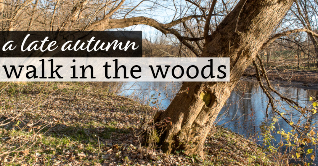 A Late Autumn Walk in the Woods