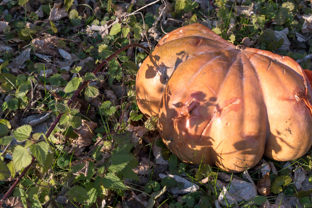 Pumpkin in woods