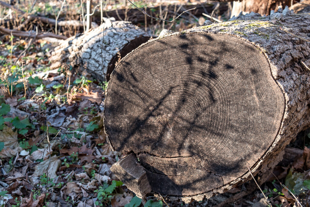 Shadows on tree trunk