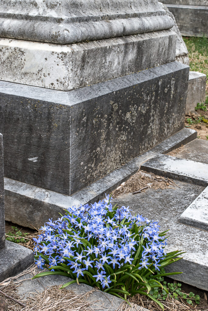 Blue flowers in the cemetery