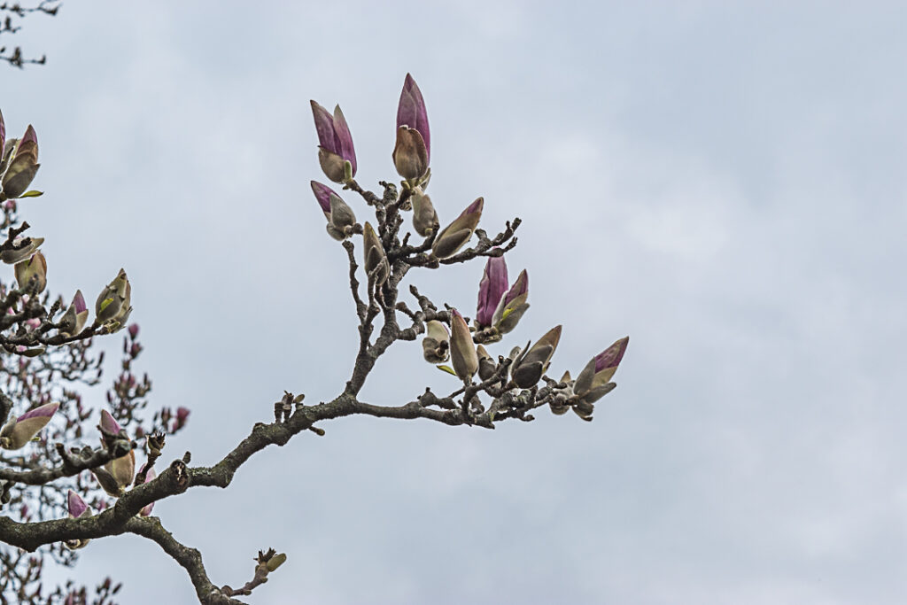 Pink buds about to open