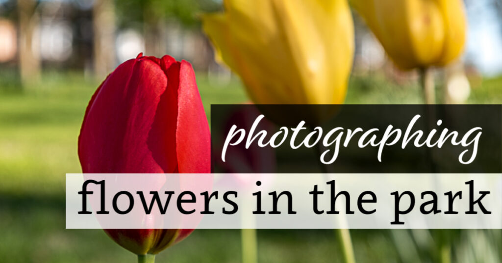Photographing Flowers in the Park