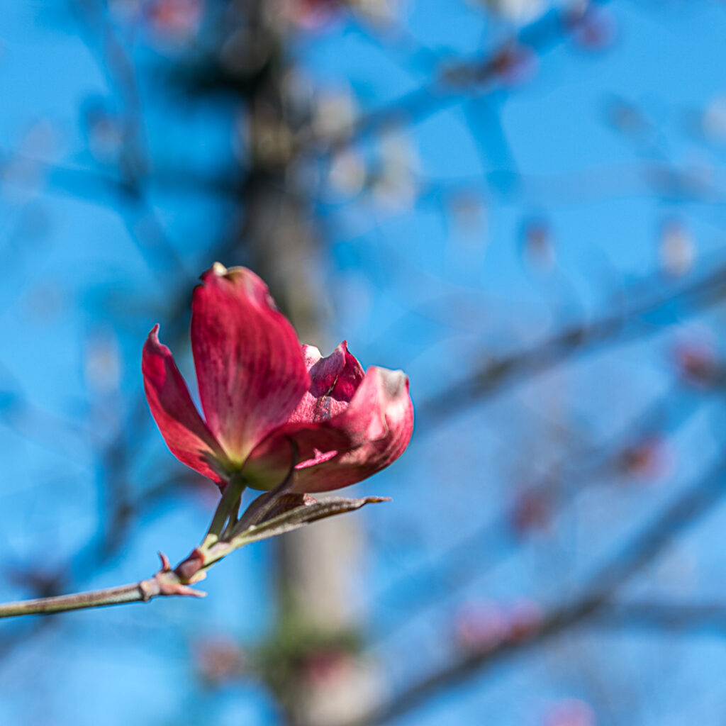 A pink blossom with a blurred background of a tree and blue sky.