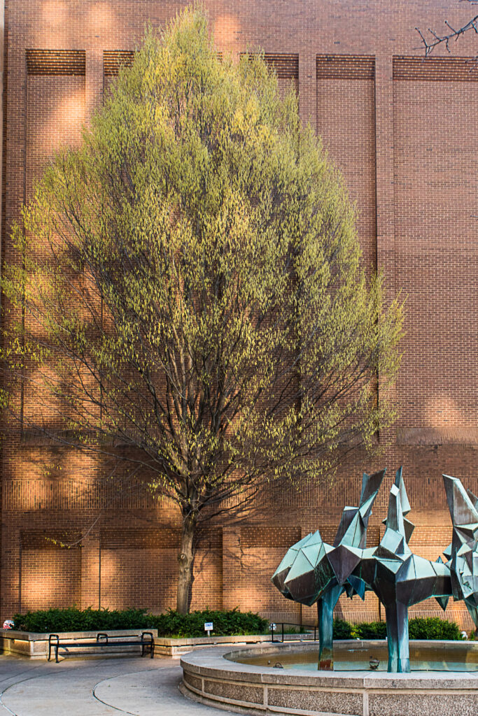 Patches of sunlight on brick building and tree.