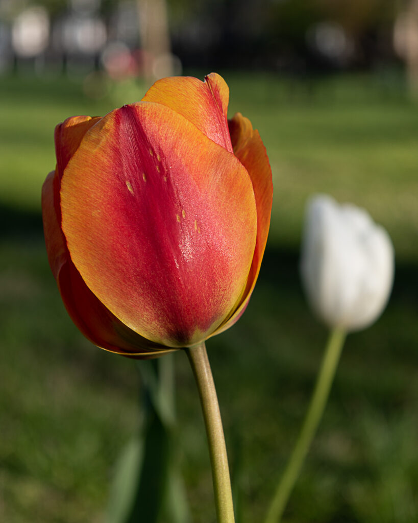 A red and orange tulip with a blurred background of a white tulip and green grass.