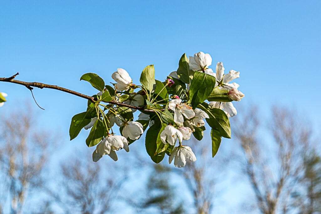 White blossoms  with a blurred background of trees and blue sky.