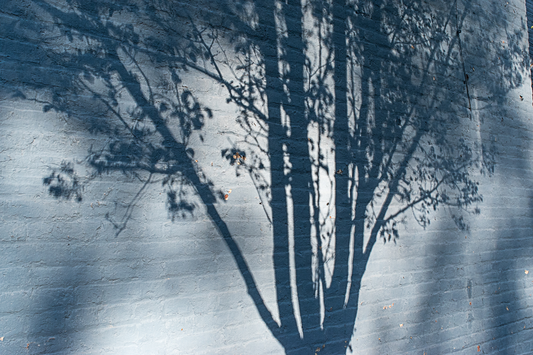 Tree shadow on a blue brick wall