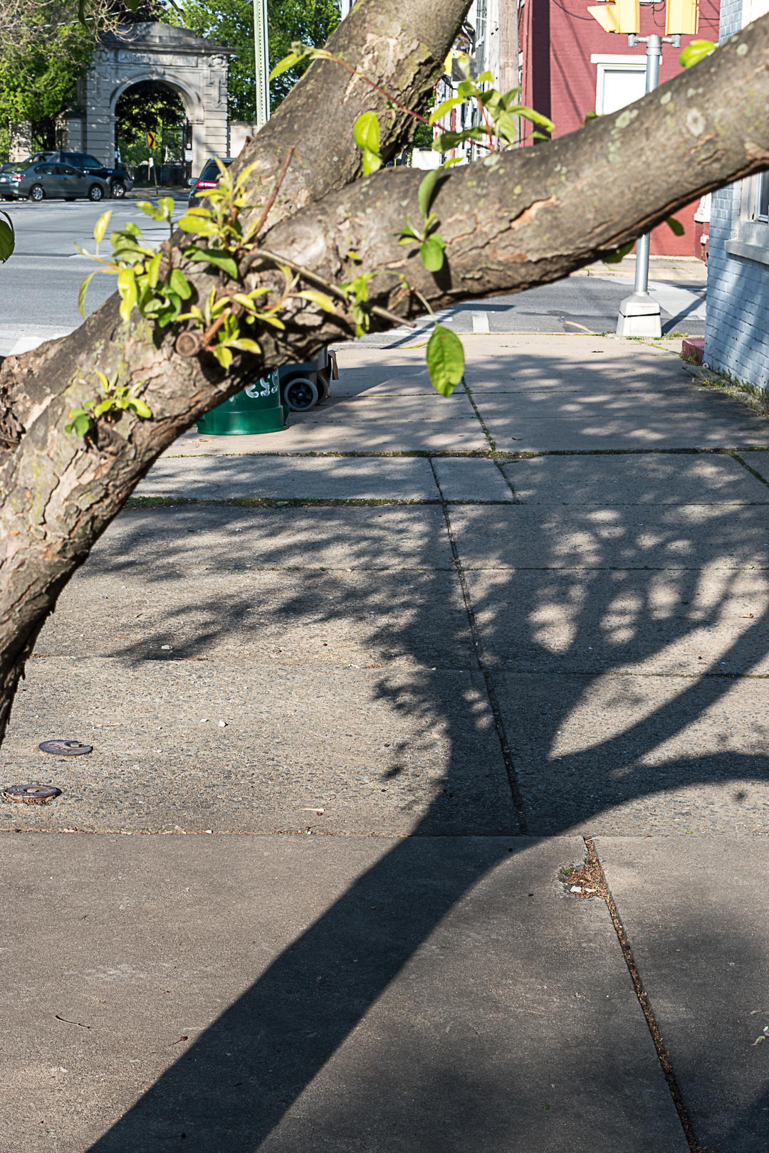 Tree shadow on the sidewalk