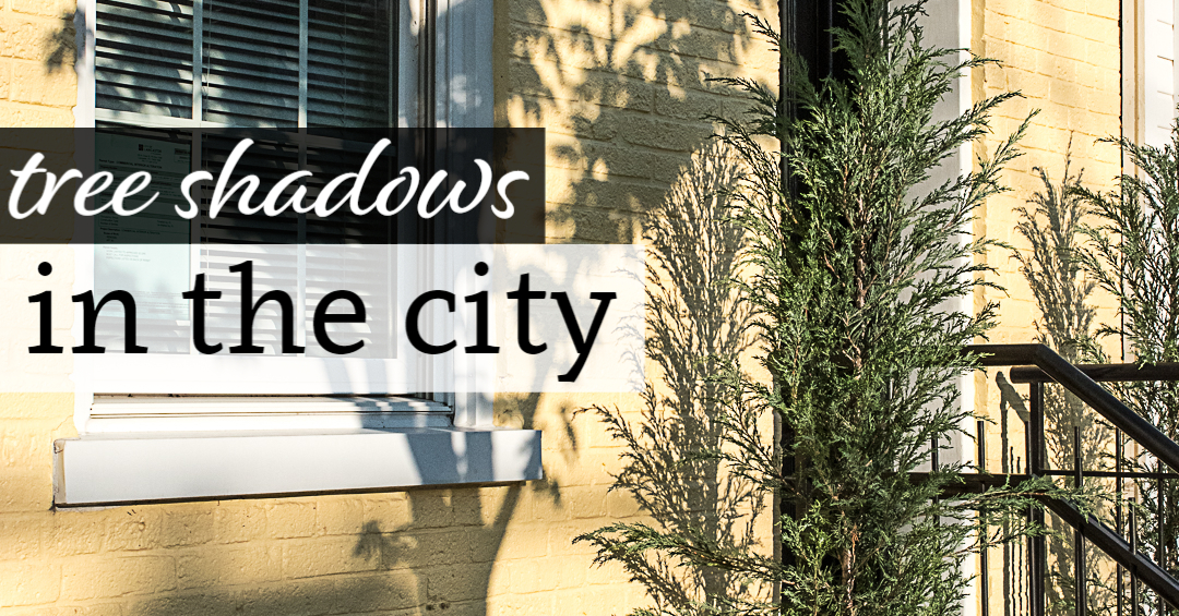Tree Shadows in the City