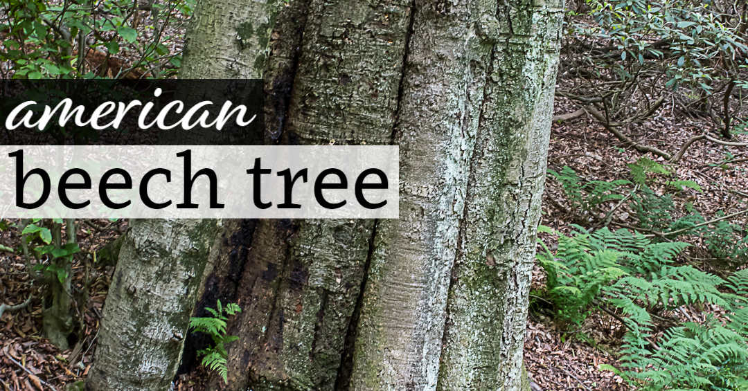 American Beech Tree