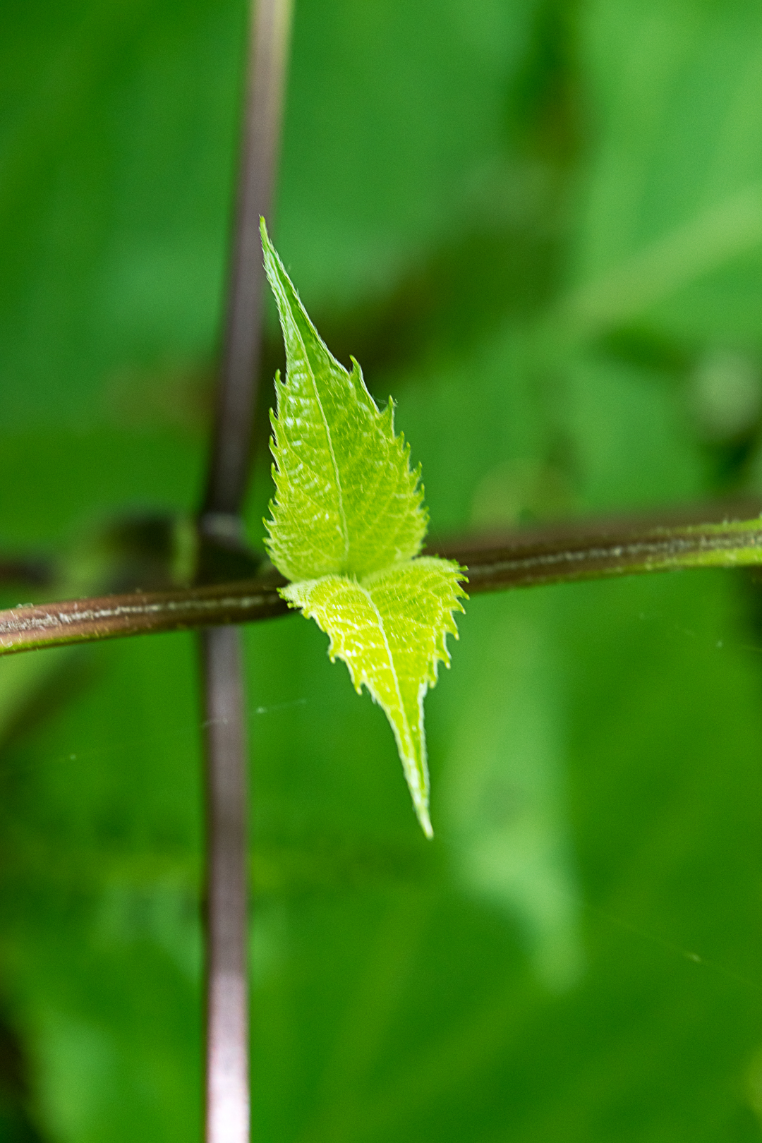 Baby Leaves