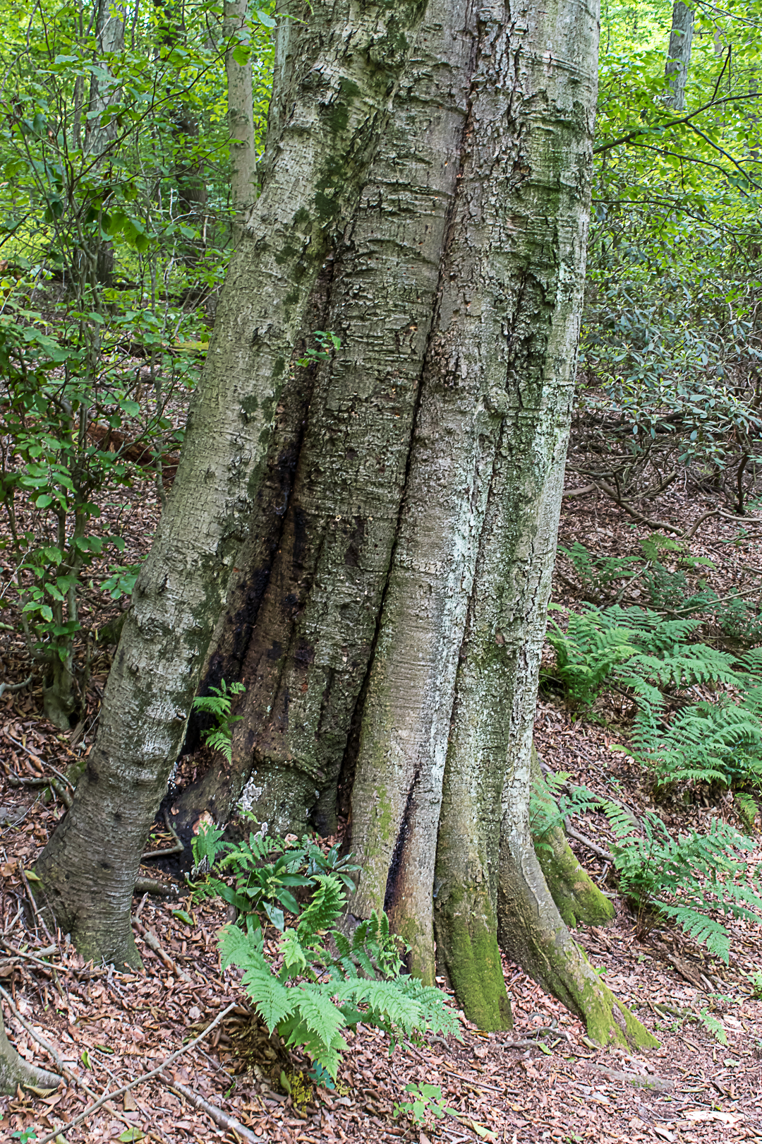 Beech tree trunk and forest floor
