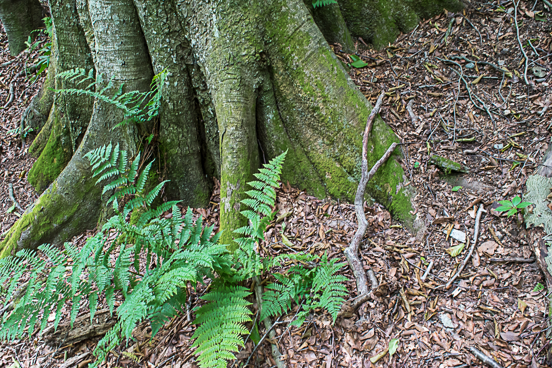 Beech tree trunk with ferns