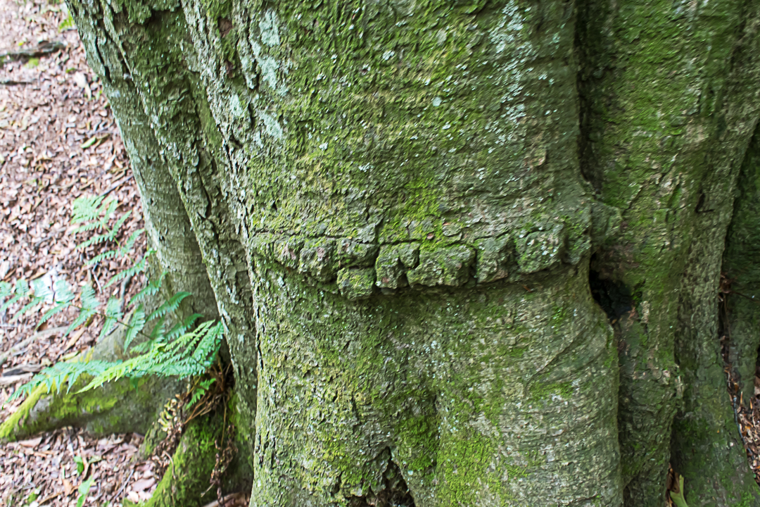 Beech tree trunk