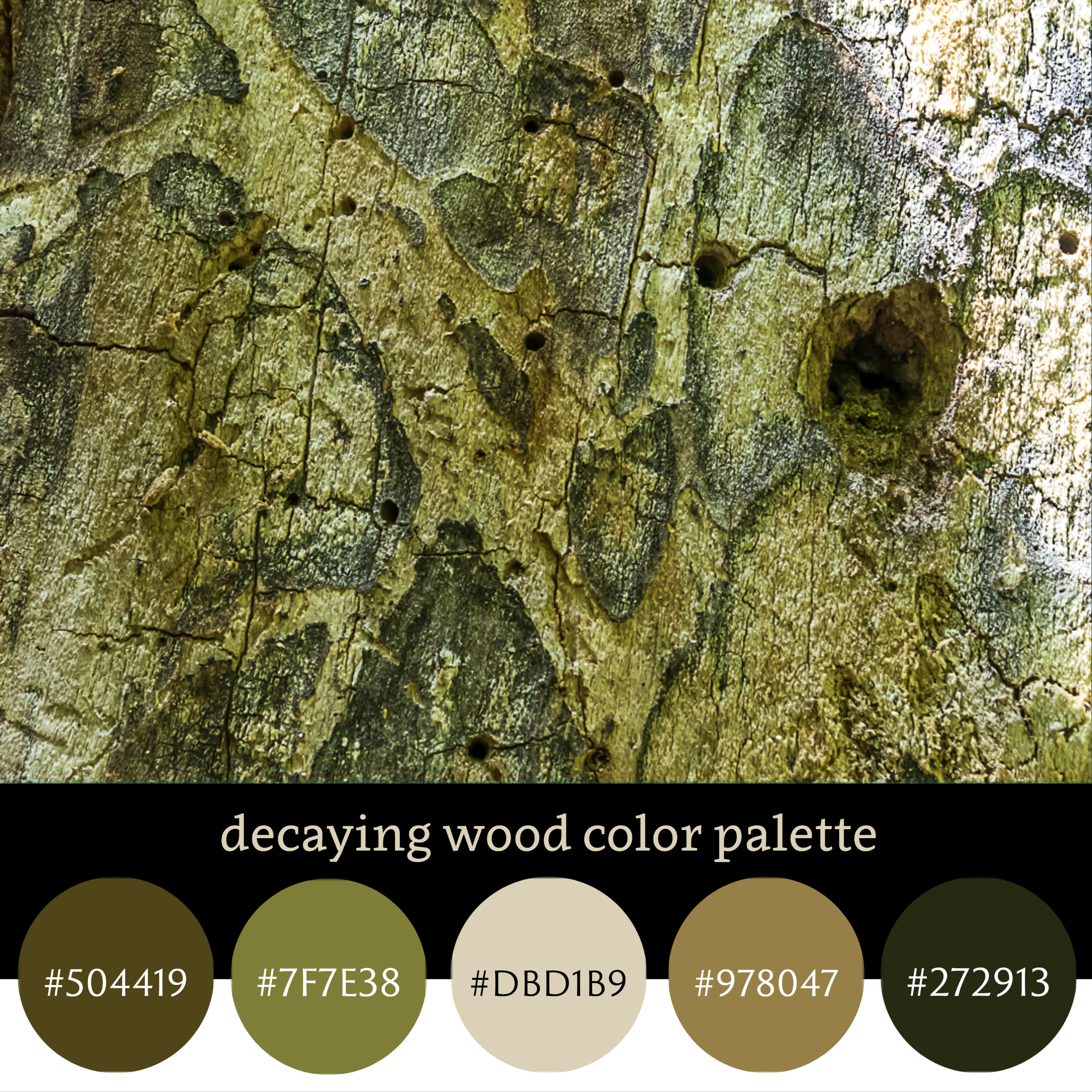Decaying Wood Color Palette
