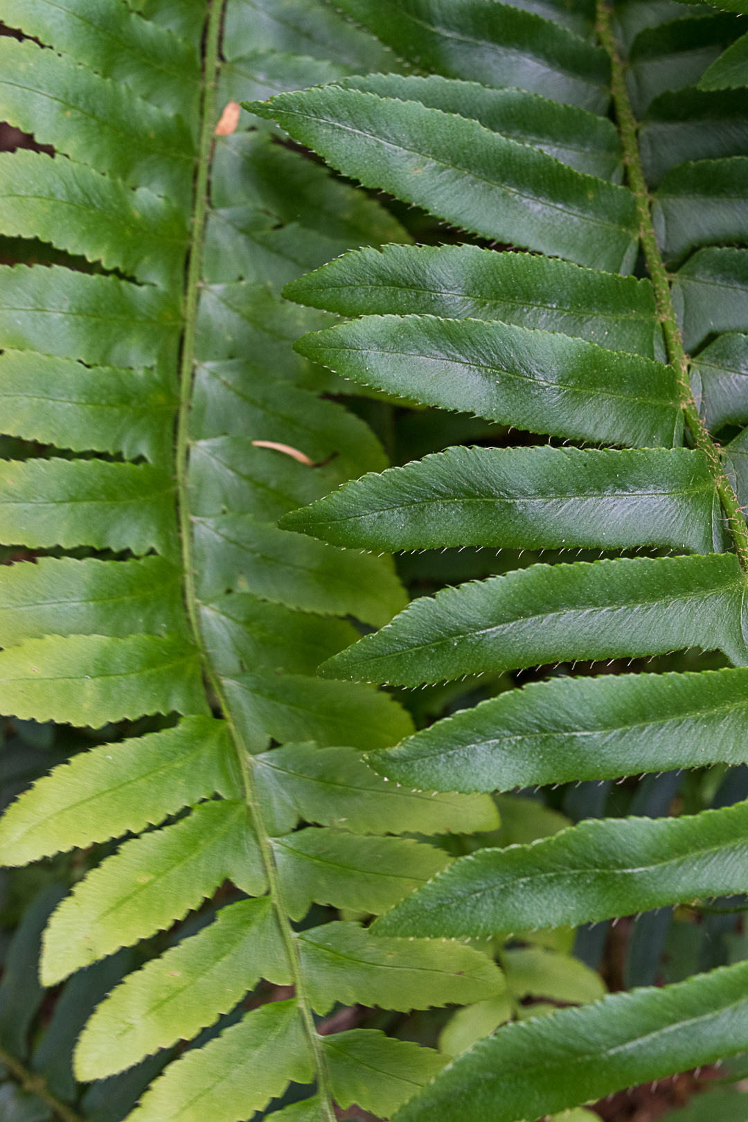 Fern Leaves