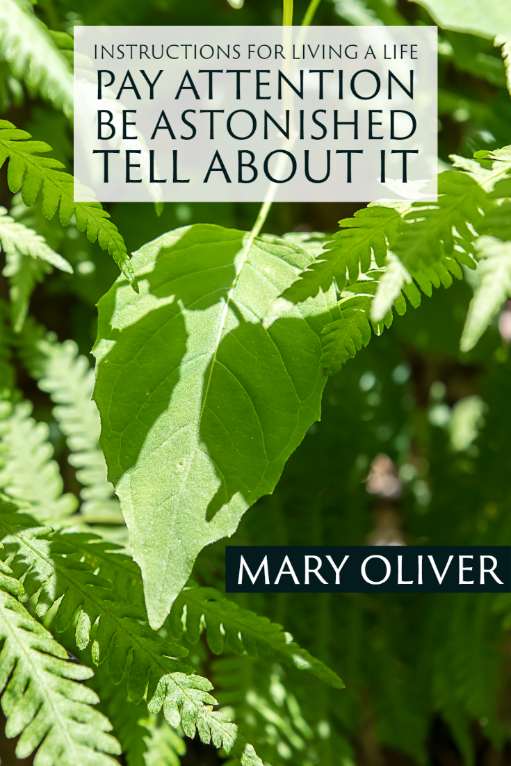 "Instructions for living a life. Pay attention. Be astonished. Tell about it." ~Mary Oliver