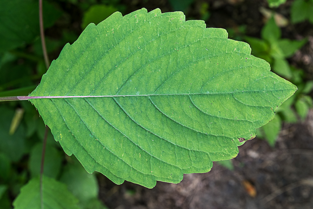 Leaf Veins