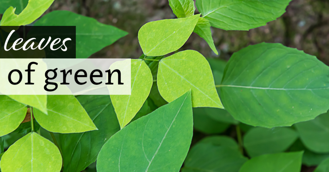 Leaves of Green