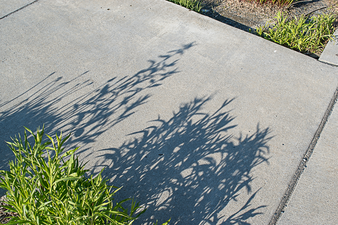 Plant shadow on sidewalk