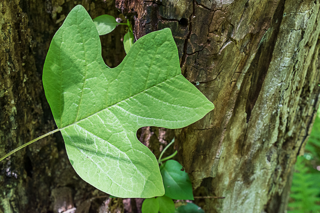 Tulip Poplar Leaf