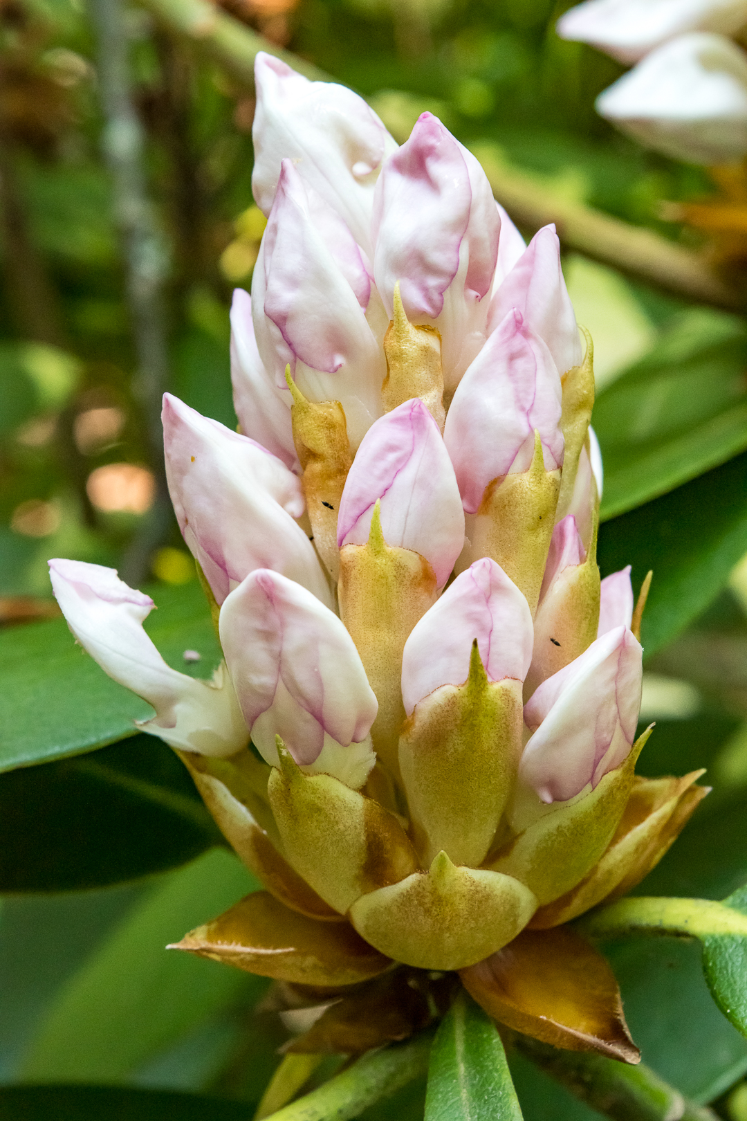 Rhododendron Bud