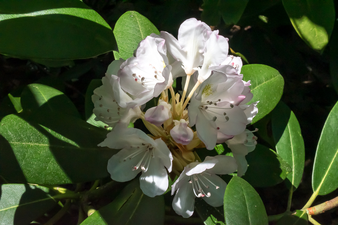 Rhododendron Flowers Almost Open