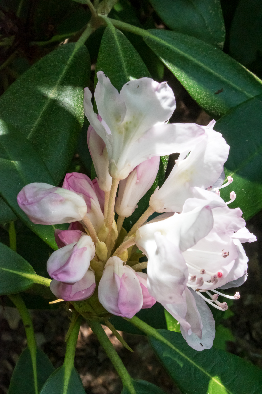 Rhododendron Bud Opening