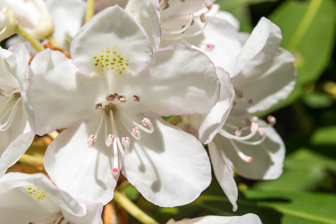 Closeup of Rhododendron Flower