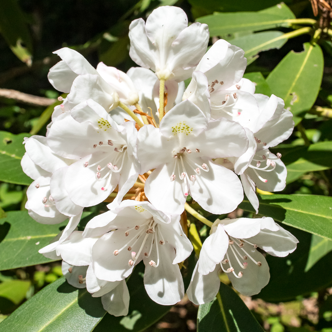 Fully Opened Rhododendron Flowers