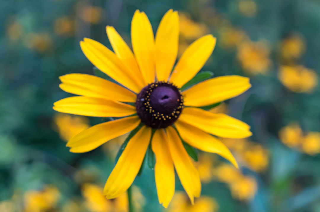 Photo of flower with shallow depth of field