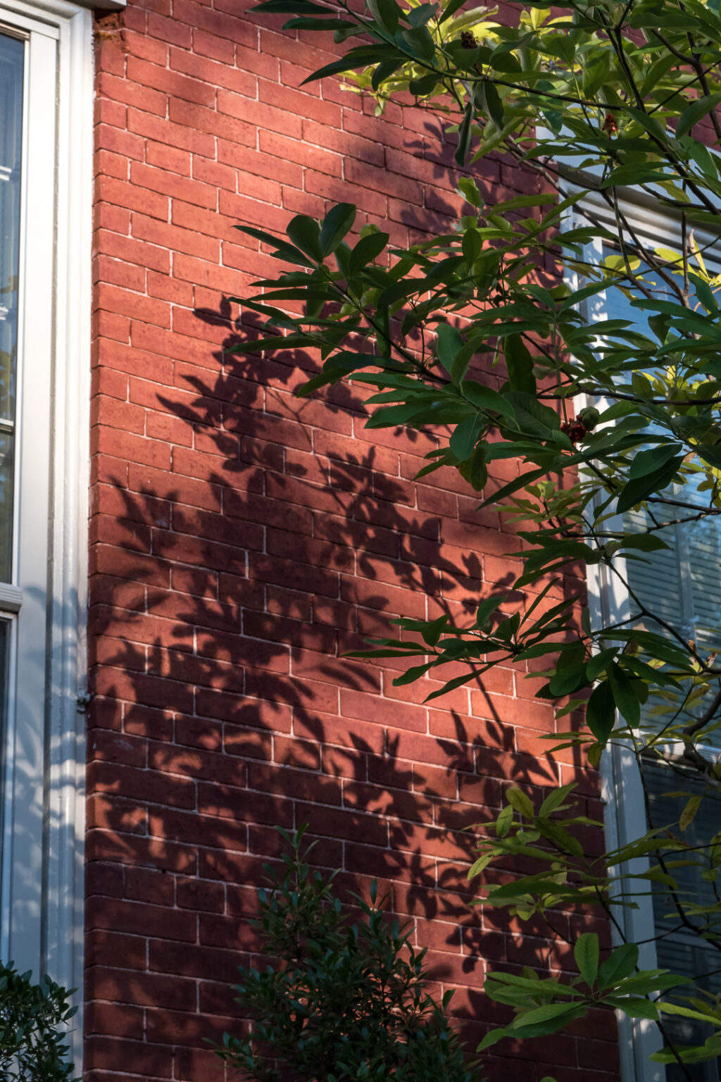 Plant shadows on a house