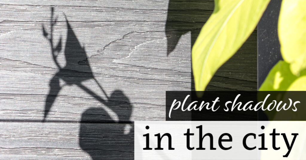 Plant Shadows in the City