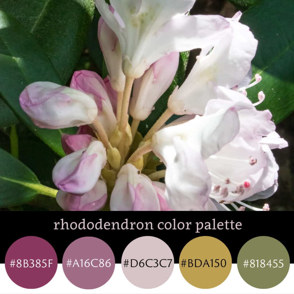 Rhodendron Color Palette