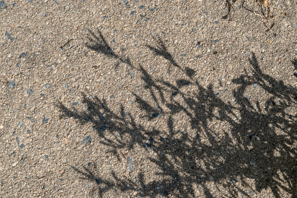 Plant shadows on a sidewalk