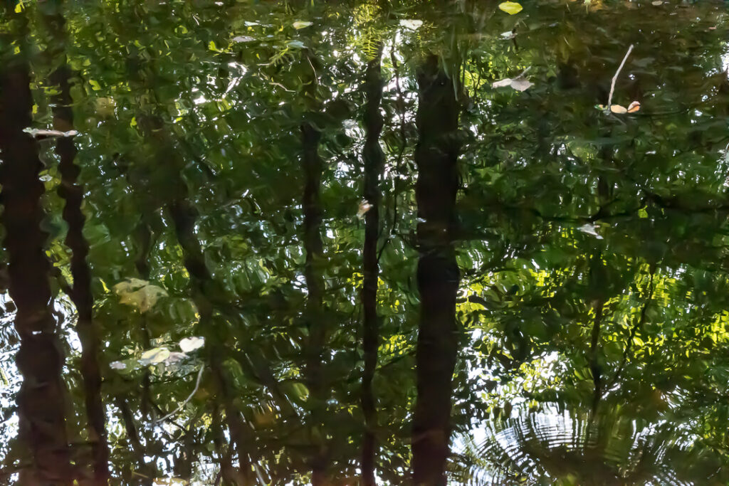 Reflection in pond