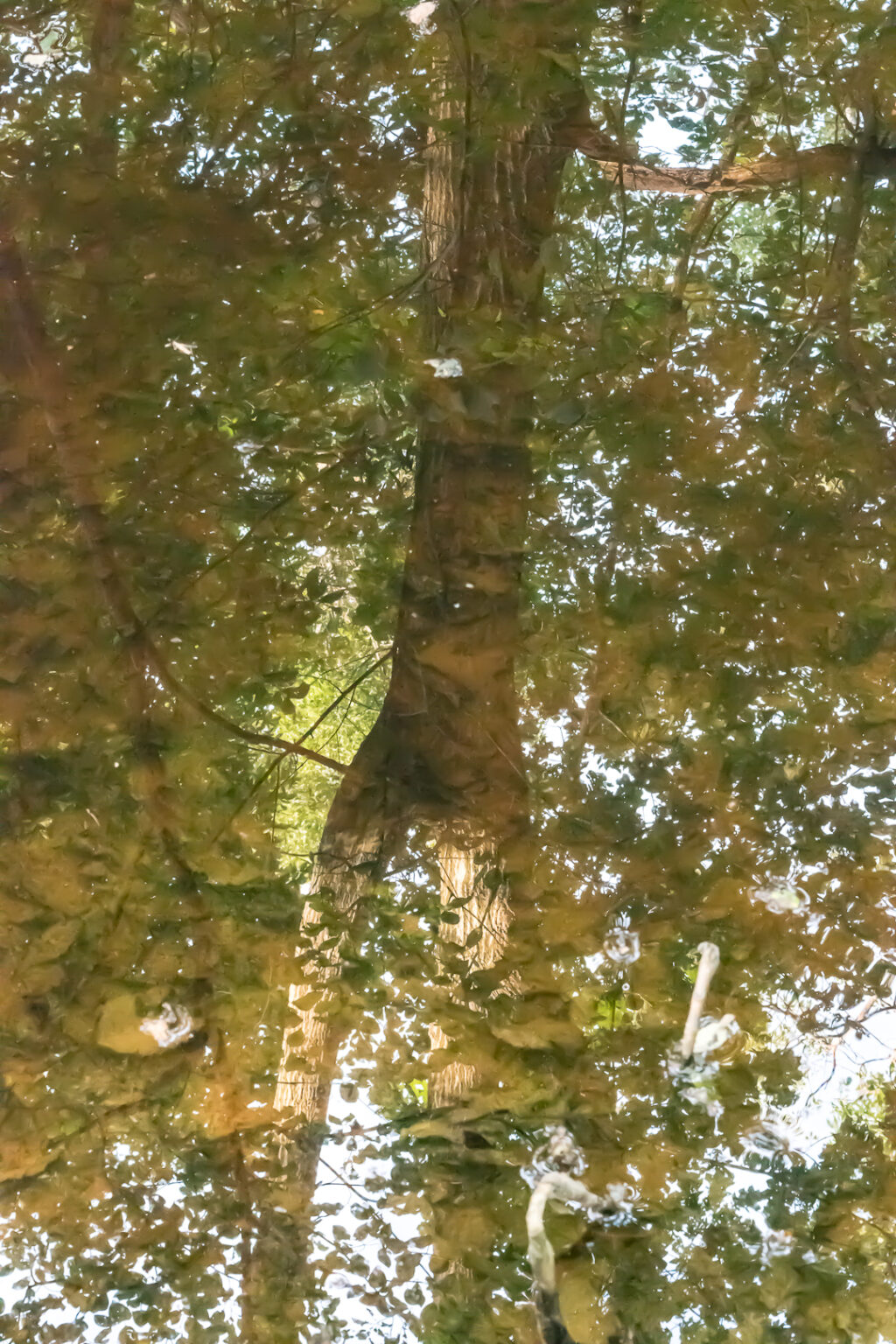 Reflection in pond