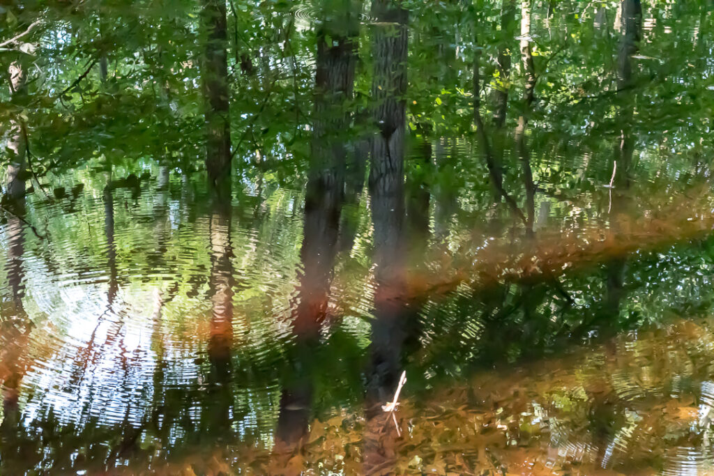 Reflection in pond