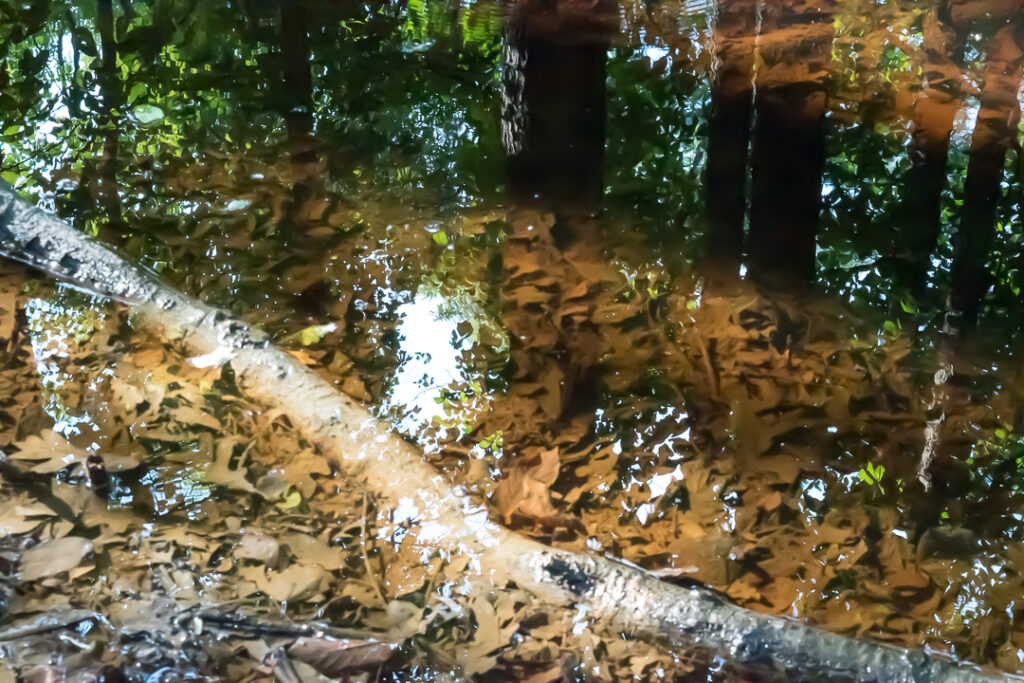 Reflection in pond