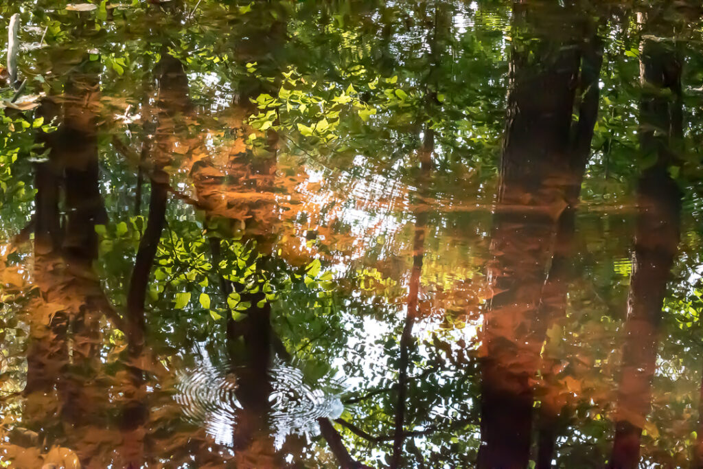 Reflection in pond