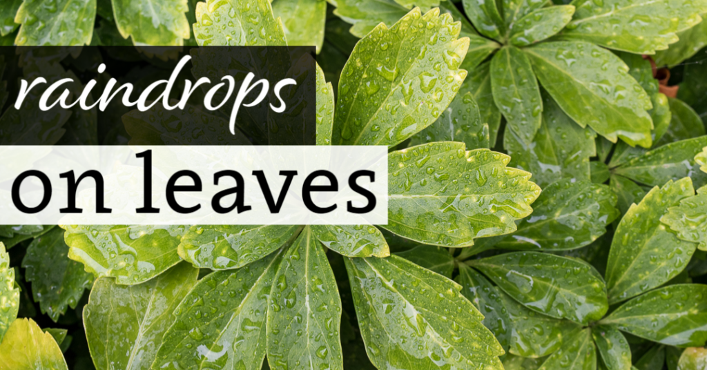 Raindrops on Leaves