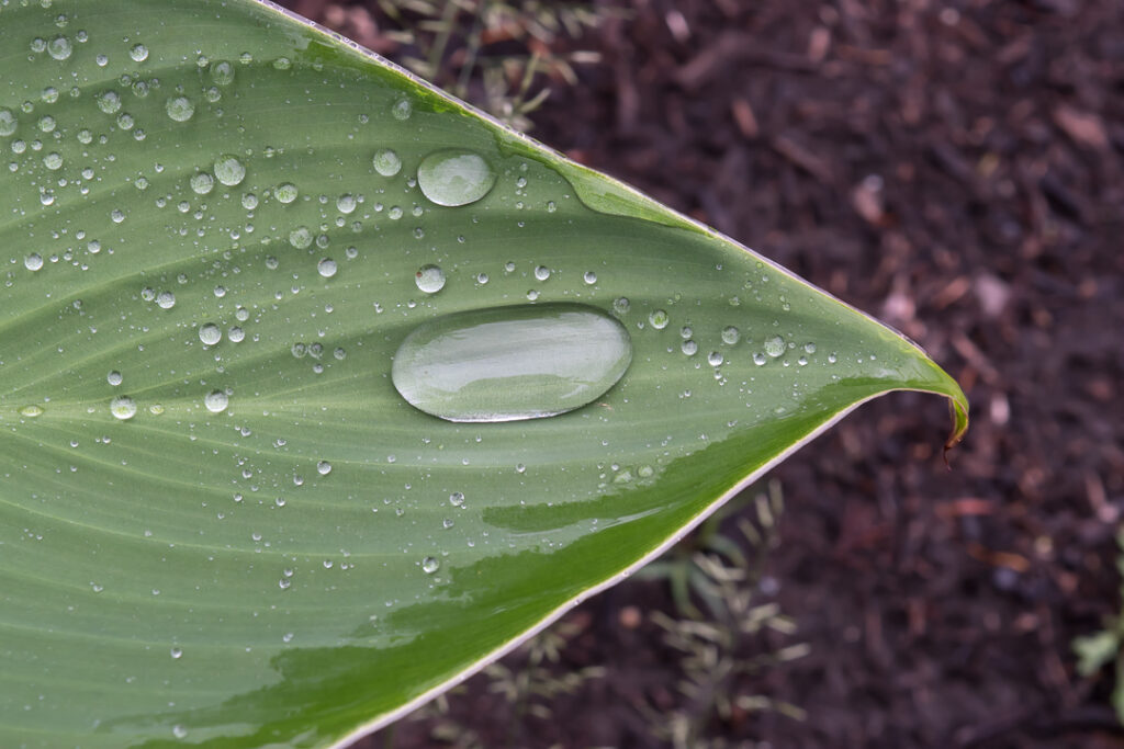 Closeup of a leaf with raindrops