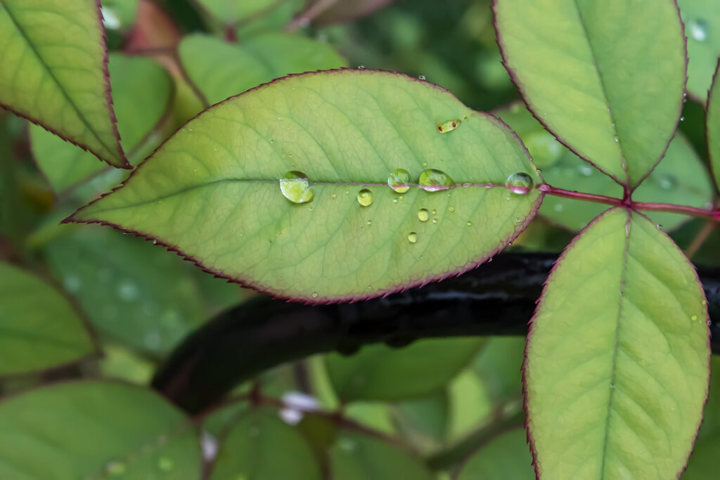 Red-edged leaves with raindrops