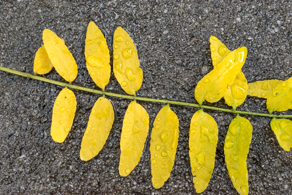 Yellow leaves on a sidewalk covered in raindrops