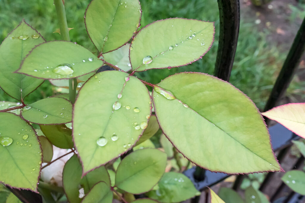Raindrops on red-edged leaves growing on a fence