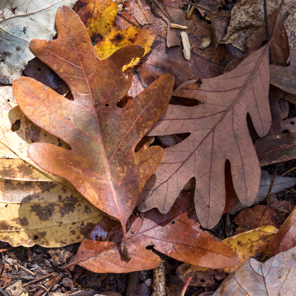 Brown fall leaves