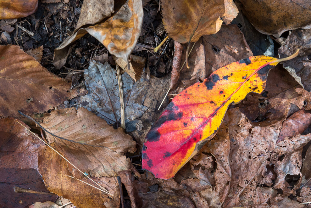 Red and yellow autumn leaf on the forest floor.